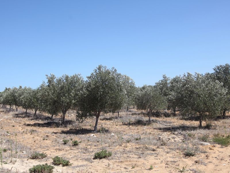 81 Paperbark Avenue, Wilbinga WA 6041