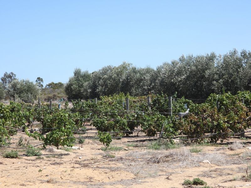 81 Paperbark Avenue, Wilbinga WA 6041