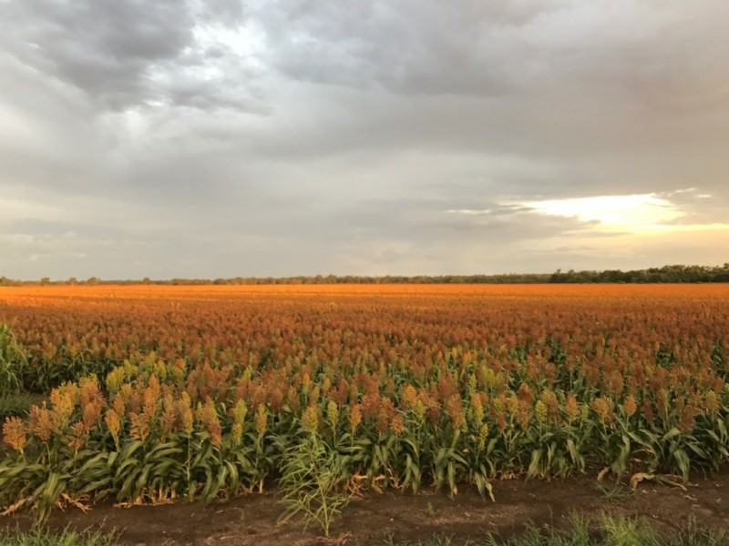 751 Boree Road – “Teralba”, Moree NSW 2400