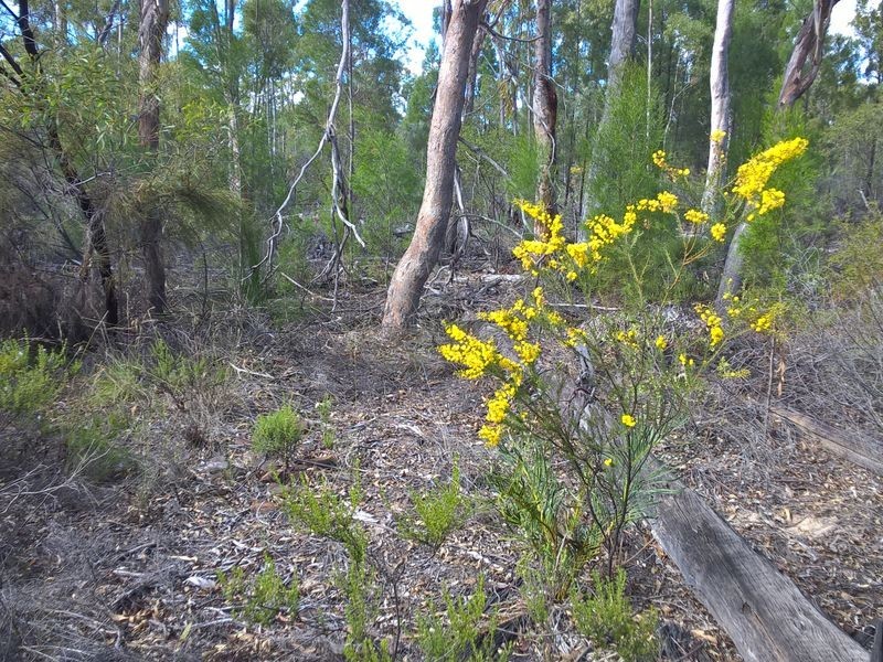 Lot 15 Michaels Lane, Warialda NSW 2402