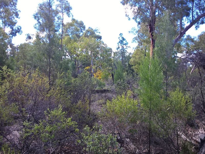 Lot 15 Michaels Lane, Warialda NSW 2402