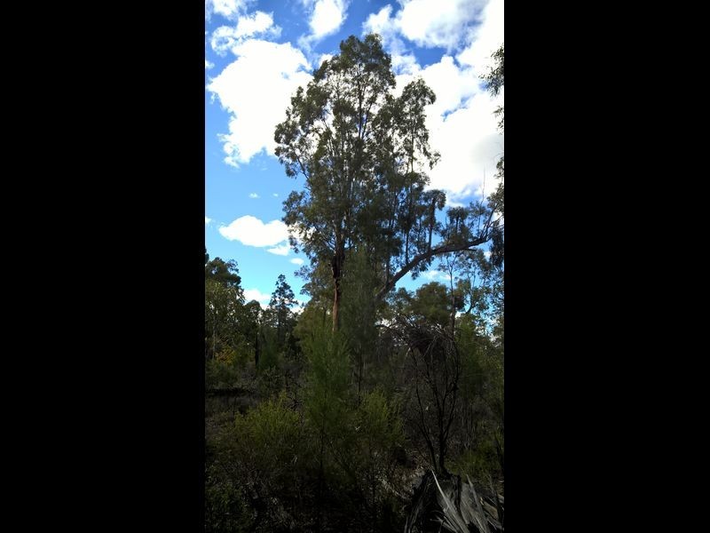 Lot 15 Michaels Lane, Warialda NSW 2402