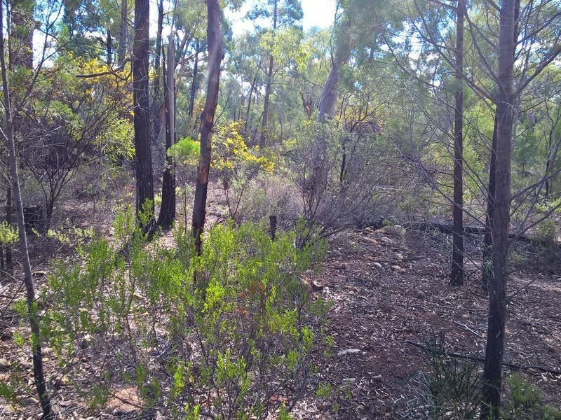 Lot 15 Michaels Lane, Warialda NSW 2402