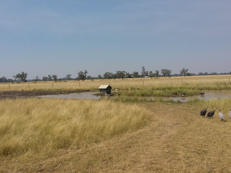 ‘Goats Run Gwydir Highway, Moree NSW 2400