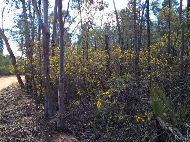 Lot 3 Melrose Estate, Warialda NSW 2402