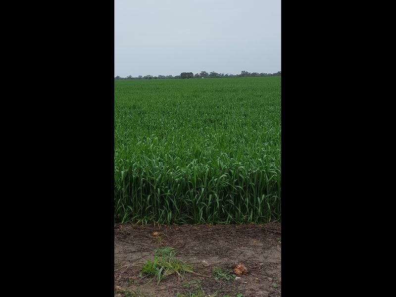 0 ‘Barney’s Block’, Thallon QLD 4497