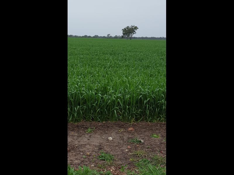 0 ‘Barney’s Block’, Thallon QLD 4497