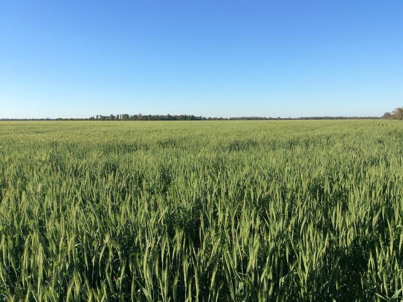 0 ‘West Ginibri’, Thallon QLD 4497