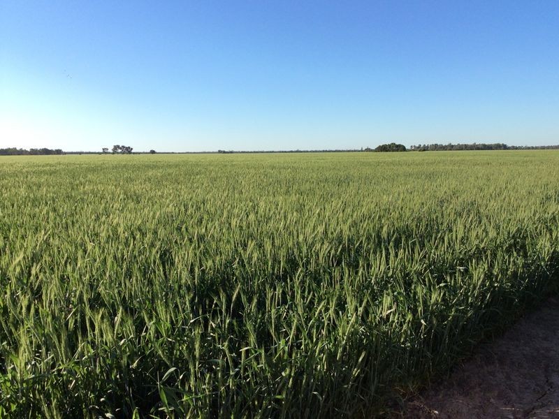 0 ‘West Ginibri’, Thallon QLD 4497