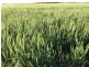0 ‘West Ginibri’, Thallon QLD 4497