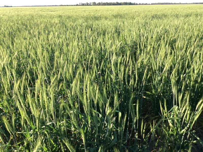 0 ‘West Ginibri’, Thallon QLD 4497