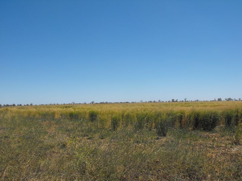 ‘Killarney’, Brewarrina NSW 2839