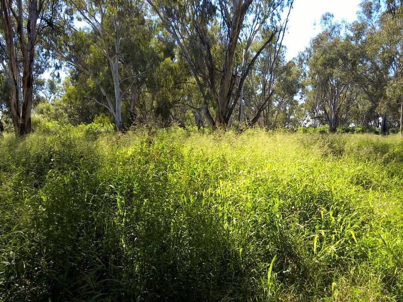 ‘Oongarah’, Pallamallawa NSW 2399