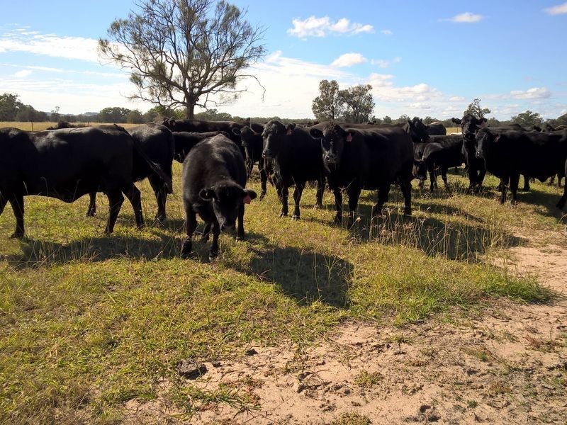 ‘Oongarah’, Pallamallawa NSW 2399