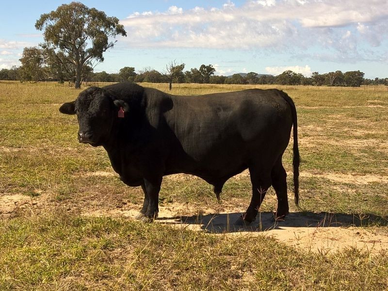 ‘Oongarah’, Pallamallawa NSW 2399