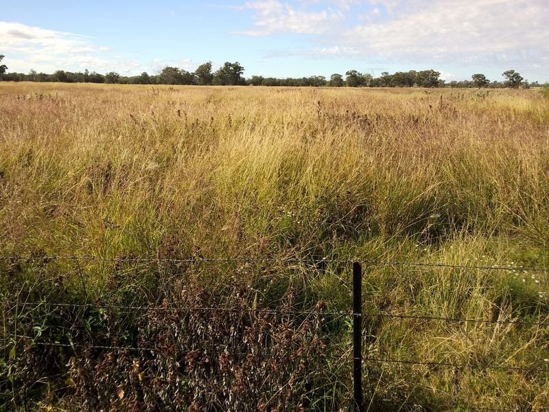 ‘Oongarah’, Pallamallawa NSW 2399