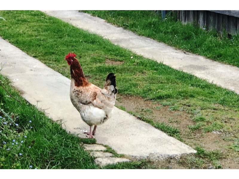 71 Strickland Avenue, South Hobart TAS 7004