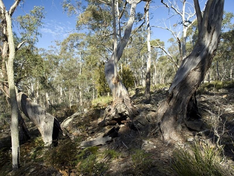 Lot 5 and 6/1190 Marked Tree Road, Hollow Tree TAS 7140
