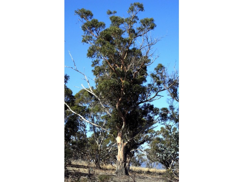 31 Cobbs Hill Road, Bridgewater TAS 7030