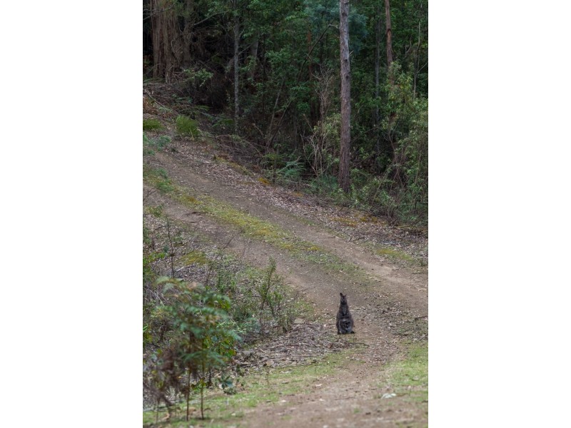 990/ Roaring Beach Road, Nubeena TAS 7184