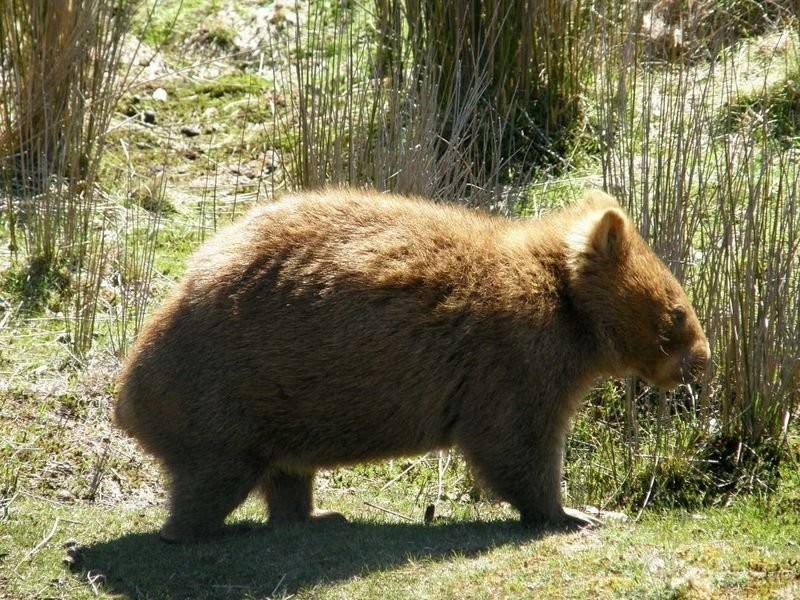 Glovers Glovers Road, Bothwell TAS 7030