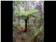Pegarah Fo Pegarah Road, Pegarah TAS 7256