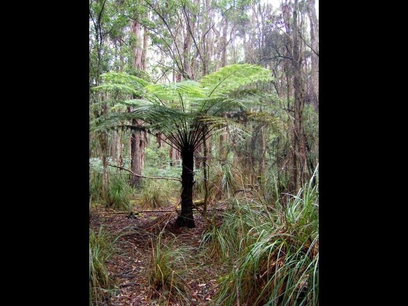 Pegarah Fo Pegarah Road, Pegarah TAS 7256