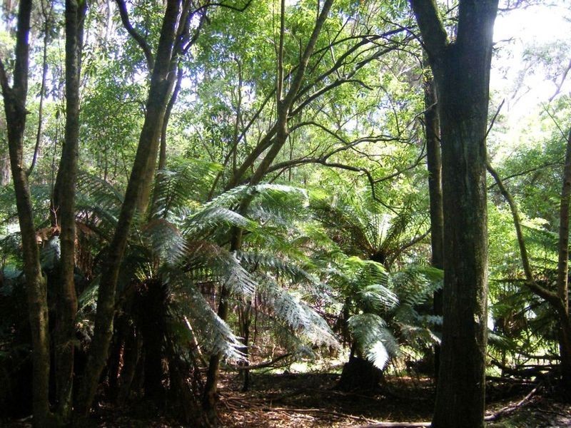 Pegarah Fo Pegarah Road, Pegarah TAS 7256