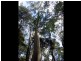 Pegarah Fo Pegarah Road, Pegarah TAS 7256