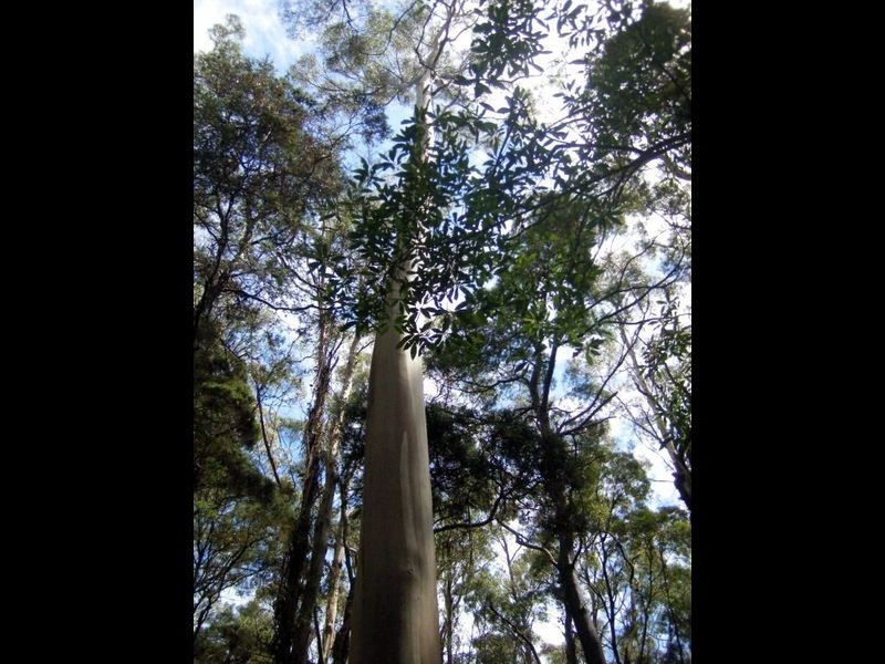 Pegarah Fo Pegarah Road, Pegarah TAS 7256