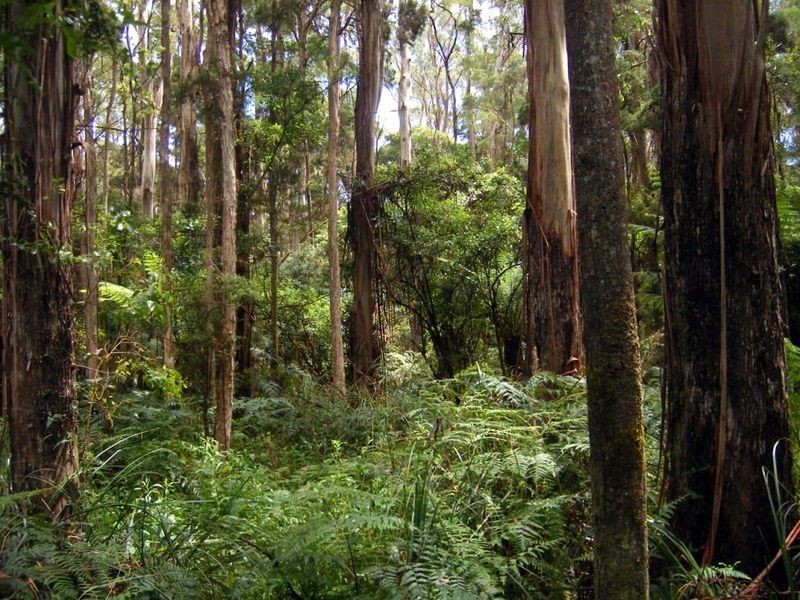 Pegarah Fo Pegarah Road, Pegarah TAS 7256