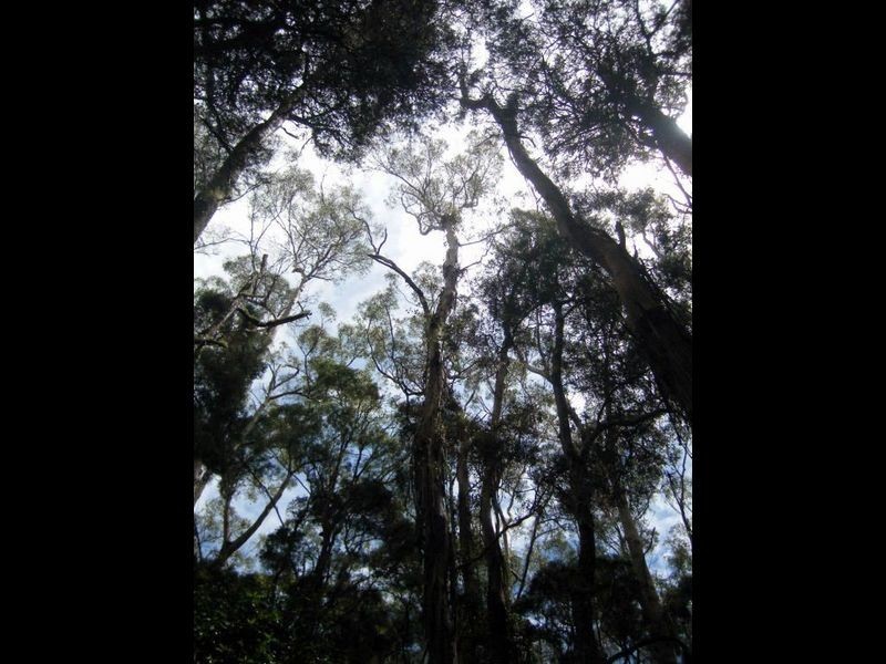 Pegarah Fo Pegarah Road, Pegarah TAS 7256