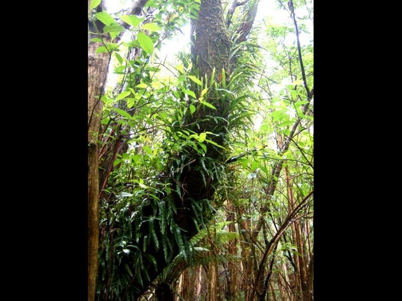 Pegarah Fo Pegarah Road, Pegarah TAS 7256