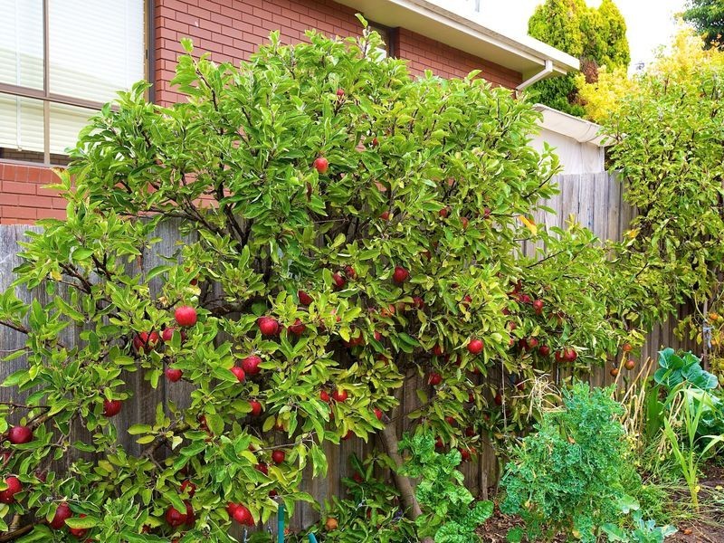 Mount Stuart TAS 7000