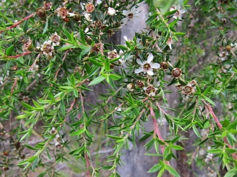 Lilla Vill Tasman Highway, Bicheno TAS 7215