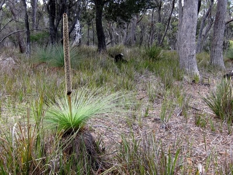 Lilla Vill Tasman Highway, Bicheno TAS 7215