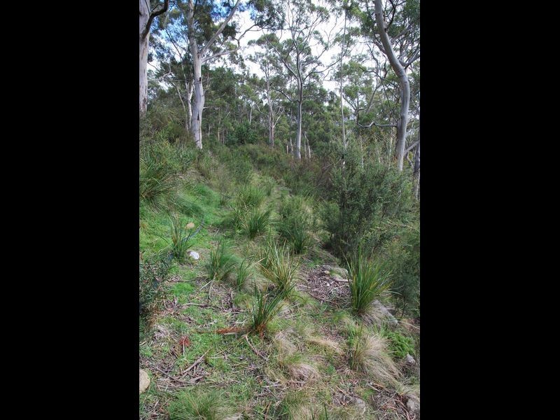 Fern Tree TAS 7054