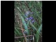 Fern Tree TAS 7054
