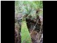 Fern Tree TAS 7054