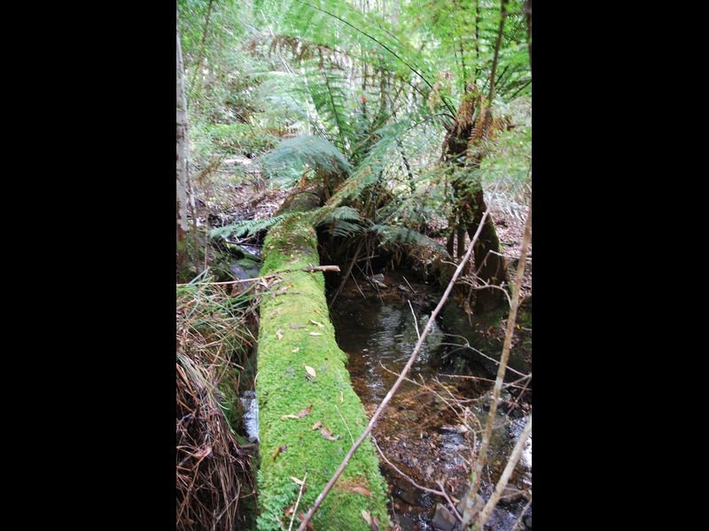 Fern Tree TAS 7054
