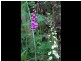 Fern Tree TAS 7054