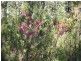 Fern Tree TAS 7054