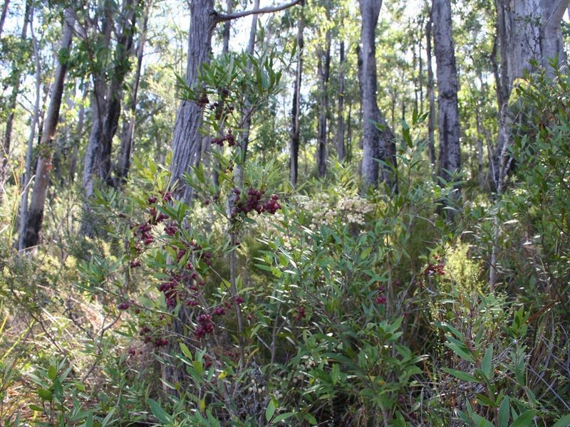 Fern Tree TAS 7054