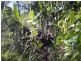 Fern Tree TAS 7054