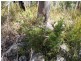 Fern Tree TAS 7054