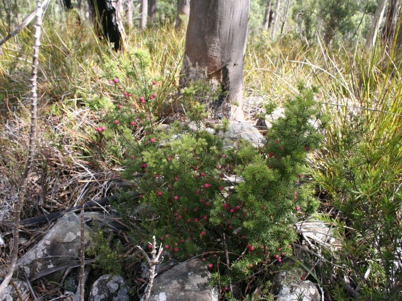 Fern Tree TAS 7054