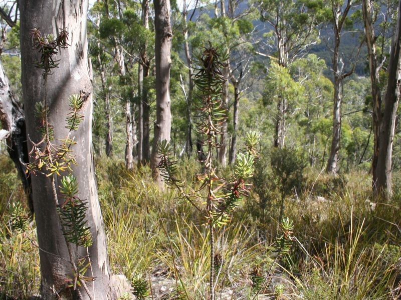 Fern Tree TAS 7054