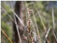 Fern Tree TAS 7054