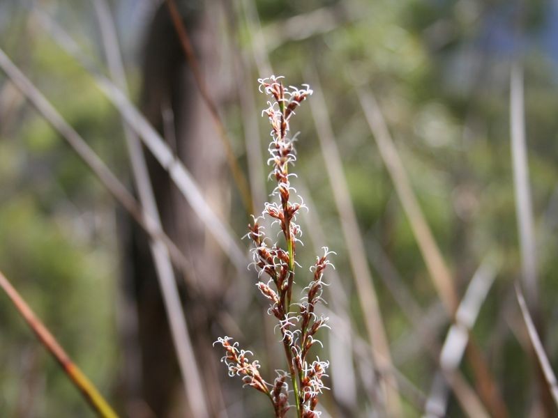 Fern Tree TAS 7054