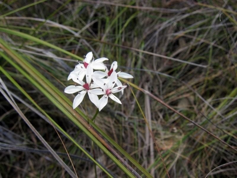 Lilla/Villa Tasman Highway, Bicheno TAS 7215